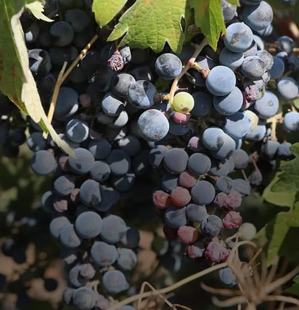 Wineries Tour