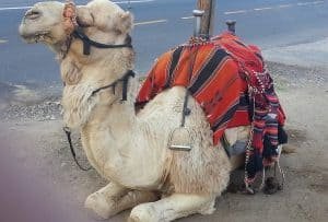 A Camel during Jerusalem tour