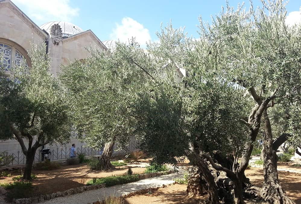 Garden of Gethsemane, Jerusalem