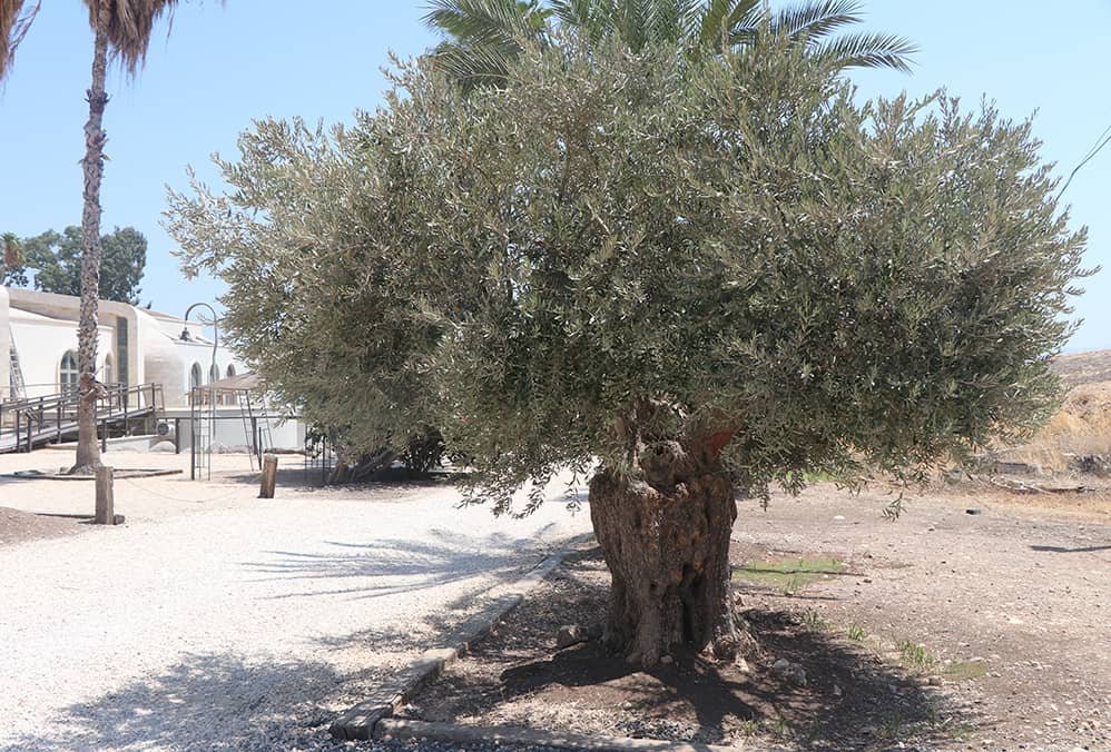 Gethsemane Garden, Jerusalem